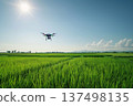 Drone Over Lush Green Field: Aerial View of Farmland Under Bright Sun and Clear Sky 137498135