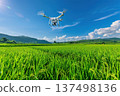 Drone over lush rice field: vibrant rural landscape with blue sky and distant hills 137498136