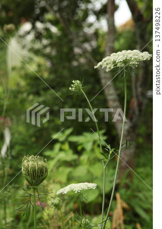 Wild carrot flower heads and seed structures growing in meadow garden. Daucus carota plant with delicate white umbels and green seed head in natural summer landscape. 137498226