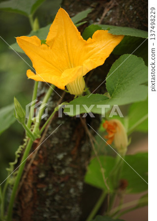 Bright yellow squash blossom growing on climbing vegetable vine. Cucurbita flower in summer garden showing pollination stage in organic vegetable cultivation. Bright yellow squash blossom growing on climbing vegetable vine. Cucurbita flower in summer garden showing pollination stage in organic vegetable cultivation. 137498229