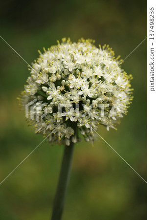 White onion flower head in bloom forming spherical allium inflorescence. Macro of flowering onion plant in vegetable garden showing seed formation stage in organic cultivation. 137498236