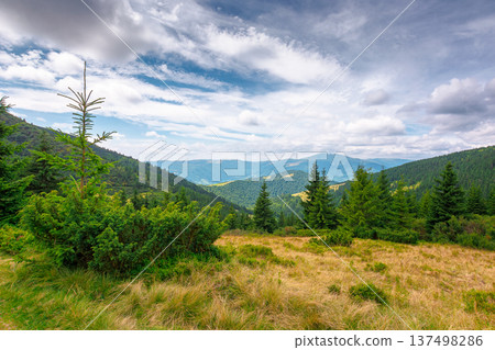 hillside of carpathian mountain range with coniferous forest and grassy meadow. beautiful summer landscape of ukraine alps under cloudy sky. wonderful nature background of highland for earth day hillside of carpathian mountain range with coniferous forest and grassy meadow. beautiful summer landscape of ukraine alps under cloudy sky. wonderful nature background of highland for earth day 137498286