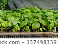 Green pepper seedlings in pots are sold in a seedling store. Local market. Cottage garden. 137498339