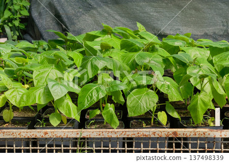 Green pepper seedlings in pots are sold in a seedling store. Local market. Cottage garden. Green pepper seedlings in pots are sold in a seedling store. Local market. Cottage garden. 137498339