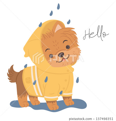 Cute yorkshire terrier dog wearing yellow rain coat. 137498351