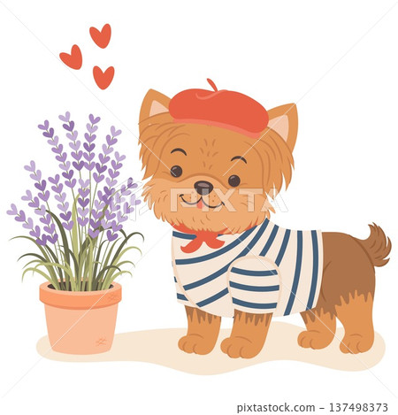 Adorable yorkshire terrier puppy wearing a red french beret standing near lavender flower pot. Adorable yorkshire terrier puppy wearing a red french beret standing near lavender flower pot. 137498373
