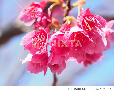 Kanhizakura Hikanzakura Kanhizakura Hikanzakura 137498427
