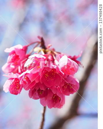 Kanhizakura Hikanzakura Kanhizakura Hikanzakura 137498428