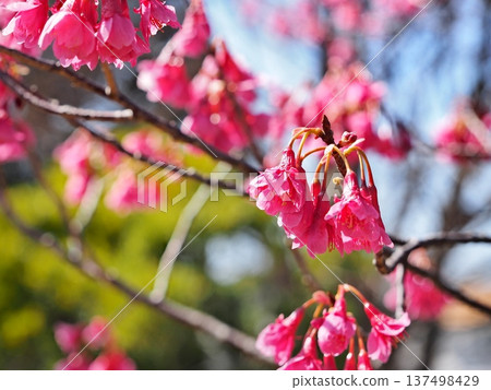 Kanhizakura Hikanzakura Kanhizakura Hikanzakura 137498429
