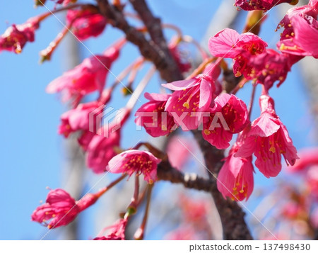 Kanhizakura Hikanzakura Kanhizakura Hikanzakura 137498430