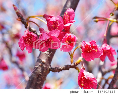 Kanhizakura Hikanzakura Kanhizakura Hikanzakura 137498431