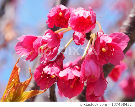 Kanhizakura Hikanzakura Kanhizakura Hikanzakura 137498432