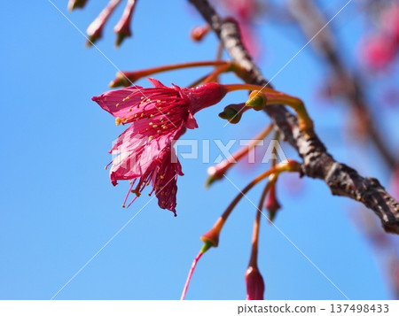 Kanhizakura Hikanzakura Kanhizakura Hikanzakura 137498433
