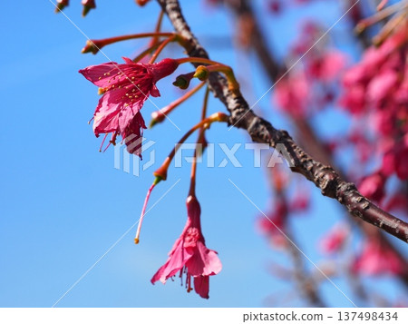Kanhizakura Hikanzakura Kanhizakura Hikanzakura 137498434