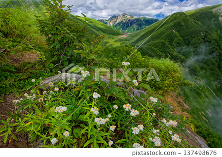 從北阿爾卑斯山脈的湯森嶽山脊上眺望高山植物、雙六小屋和鷲羽岳。 137498676