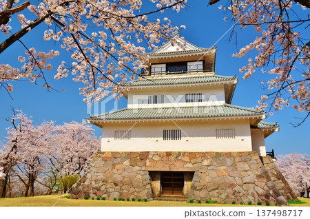Sakura of Nagaoka Castle Sakura of Nagaoka Castle 137498717