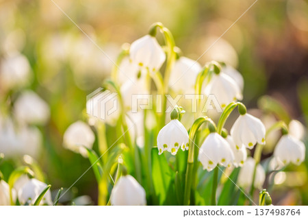 Spring flowers in the shining sunlight, Leucojum vernum, called spring snowflake 137498764
