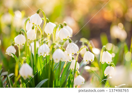 Spring flowers in the shining sunlight, Leucojum vernum, called spring snowflake Spring flowers in the shining sunlight, Leucojum vernum, called spring snowflake 137498765