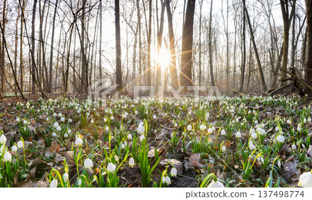 Spring flowers in the shining sunlight, Leucojum vernum, called spring snowflake Spring flowers in the shining sunlight, Leucojum vernum, called spring snowflake 137498774