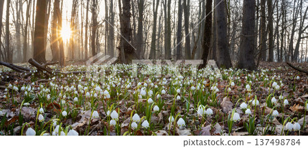 Spring flowers in the shining sunlight, Leucojum vernum, called spring snowflake 137498784