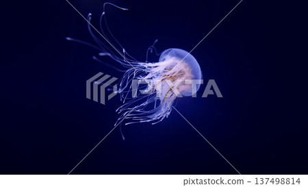 Beautiful jellyfish floating in the aquarium on the black background Beautiful jellyfish floating in the aquarium on the black background 137498814