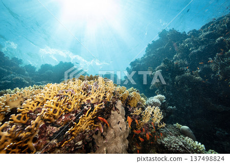 Underwater Tropical Corals Reef with colorful sea fish. Marine life sea world. Tropical colorful underwater seascape. 137498824