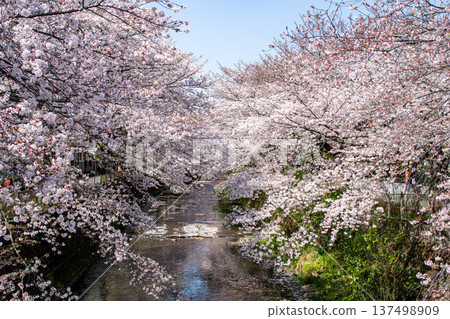 Cherry blossom trees blooming along both banks of the river 137498909