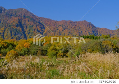 長野縣秋山鄉阿邁池附近的秋葉林和蒲葦草地 137498950