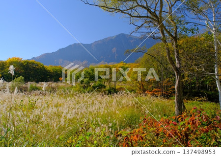 長野縣秋山鄉阿邁池附近的秋葉林和蒲葦草地 137498953