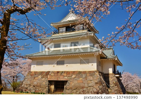 Sakura of Nagaoka Castle 137498990