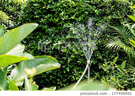 Garden sprinkler spraying water in lush green hedge 137498991
