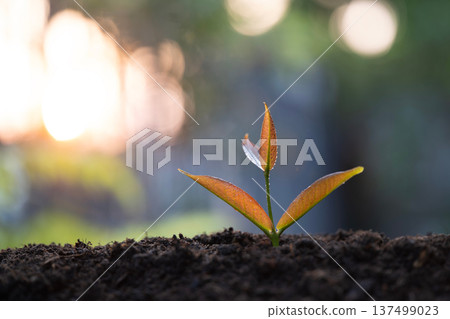 Syzygium gratum, java apple tree sprout growing 137499023