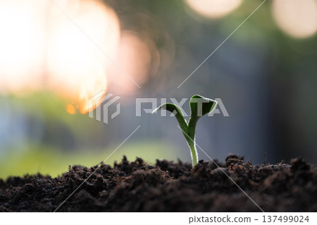 pumpkin sprout seeding, organic home gardening 137499024