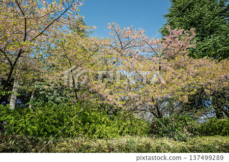 櫻花的風景 137499289