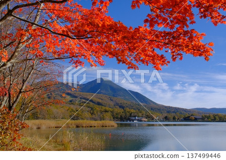 Autumn leaves at Lake Megami and Mt. Tateshina on the Shirakaba Plateau Autumn leaves at Lake Megami and Mt. Tateshina on the Shirakaba Plateau 137499446