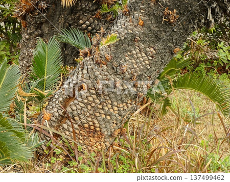 Cycad bark Cycad bark 137499462