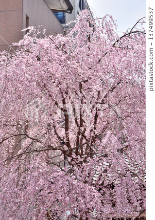 Weeping cherry blossoms at Chohoji Temple Weeping cherry blossoms at Chohoji Temple 137499537