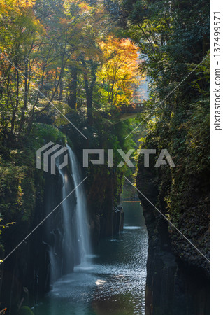 宮崎縣高千穗町的秋季：高千穗峽谷的秋葉和真奈瀑布 137499571