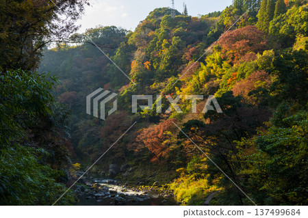 宮崎縣高千穗町高千穗峽谷秋季紅葉 宮崎縣高千穗町高千穗峽谷秋季紅葉 137499684