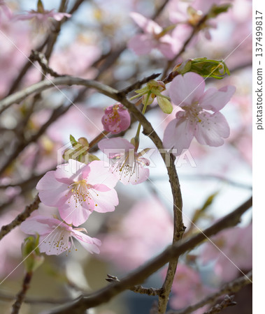 The arrival of spring and the lovely Kawazu cherry blossoms shining through the spring light The arrival of spring and the lovely Kawazu cherry blossoms shining through the spring light 137499817