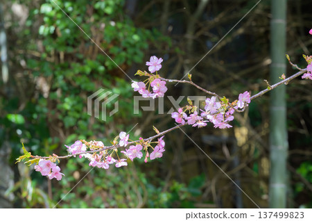 The arrival of spring and the lovely Kawazu cherry blossoms shining through the spring light The arrival of spring and the lovely Kawazu cherry blossoms shining through the spring light 137499823