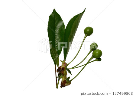 A branch with green cherry fruits and leaves. A branch with green cherry fruits and leaves. 137499868