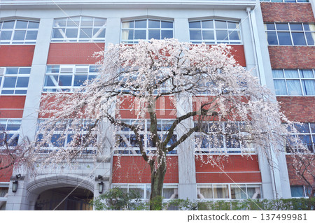 Cherry blossoms at Heian Jogakuin University Cherry blossoms at Heian Jogakuin University 137499981