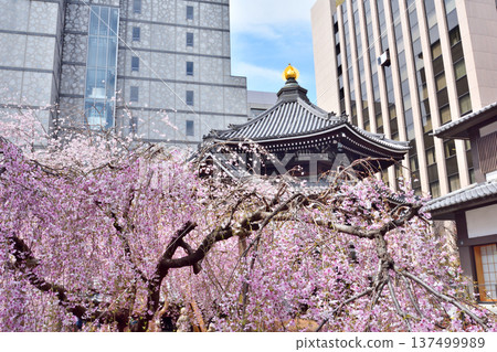 Weeping cherry blossoms at Chohoji Temple Weeping cherry blossoms at Chohoji Temple 137499989