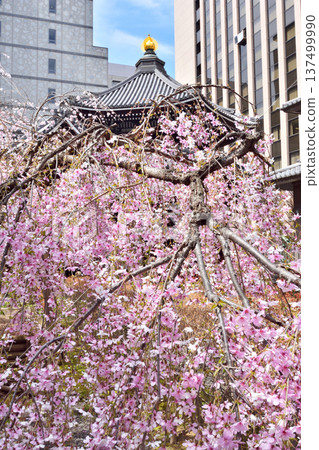 Weeping cherry blossoms at Chohoji Temple Weeping cherry blossoms at Chohoji Temple 137499990