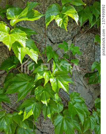 It's a spring morning glory vine. It's a spring morning glory vine. 137499992