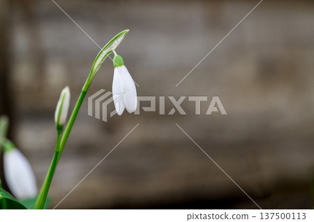 Spring flower background. Easter. Tiny first snowdrop white flower macro photo. Copy space 137500113