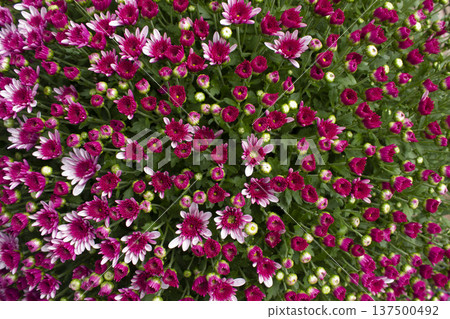 Close-up of purple chrysanthemum flowers 137500492