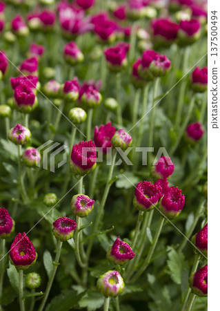 Close-up of purple chrysanthemum flowers 137500494