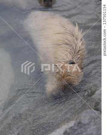 水豚泡溫泉 137501154